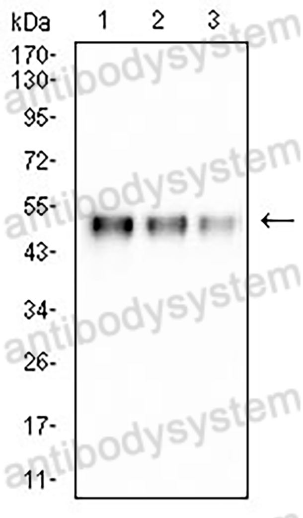 Anti-His Tag Antibody (R3Y39)